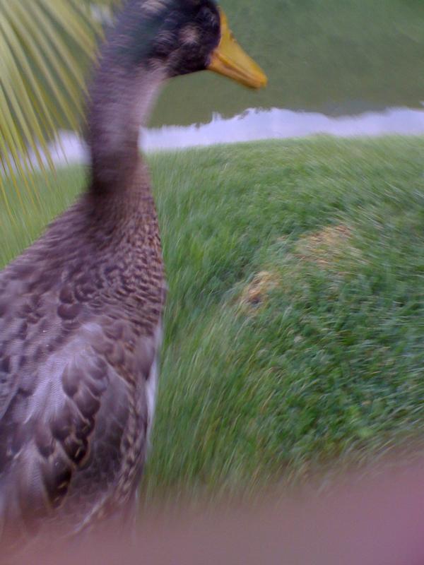 Duck in Italy