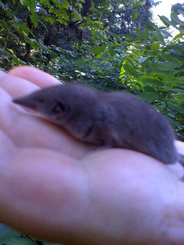 picture of a Spitzmaus (shrew) - caught at a venue in Germany