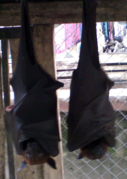 Fruit bats for sale for food, Indonesia