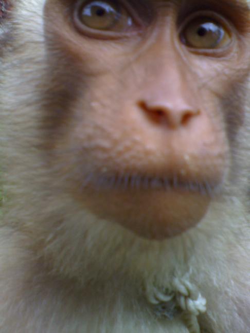 Pig Tailed Macaque in the rainforest in Sumatra