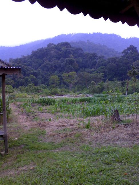 View from the cabins in the rainforest of Sumatra