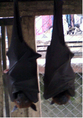 Fruit bats for sale for food, Indonesia