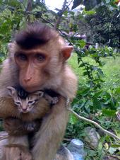 monkey hugging little kitty ...