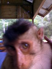 Our monkey friend ...